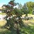 PRUNUS EVANS BALI CHERRY 2"BB