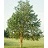 PRUNUS MAA AMUR CHOKECHERRY#15