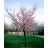 PRUNUS SPRING WONDER #10