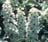 PYRUS CAL CHANTICLEER PEAR 2"BB