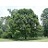 QUERC ALBA WHITE OAK #15