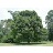 QUERC ALBA WHITE OAK #10