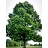 QUERC ALBA WHITE OAK 2.5"BB