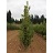 QUERC BIC BEACON OAK #20