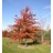 QUERC ELL NORTHERN PIN 2.5"BB