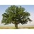 QUERC MAC BUR OAK #10