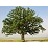 QUERC MAC BUR OAK 2"BB