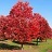 QUERC RUB NORTHERN RED #15
