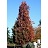 QUERC X CRIMSON SPIRE 1.75"BB