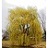 SALIX ALB NIOBE WEEPING 2"BB
