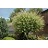 SALIX INT HAKURA NISHIKI #15TF