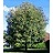 SORBUS DEC SHOWY MTN ASH #25