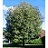 SORBUS DEC SHOWY MTN ASH 2"BB