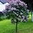 SYRINGA MEY DWF KOREAN1.5"/30"BB