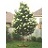 SYRINGA RET IVORY SILK #20 TF