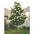 SYRINGA RET IVORY SILK #25 TF