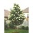 SYRINGA RET IVORY SILK 1.5"BB