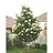 SYRINGA RET IVORY SILK 2"BB