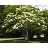 SYRINGA RET IVORY SILK 7' CLPBB