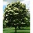 SYRINGA RET JAPAN TREE #10TF