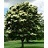 SYRINGA RET JAPAN TREE #20TF