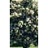 SYRINGA RET JAPAN TREE 6'CLPBB