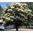 SYRINGA RET SNOW CAP 1.75"BB