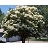 SYRINGA RET SNOW CAP #10