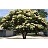 SYRINGA RET SNOWDANCE #20 FE