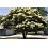 SYRINGA RET SNOWDANCE 1.75"BB FE