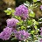 SYRINGA BLOOMERANG DARK PUR#10TF