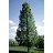 TILIA AME AMERICAN SENTRY#20
