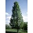 TILIA AME AMERICAN SENTRY 2"BB