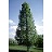 TILIA AME AMERICAN SENTRY 2.5"BB