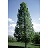 TILIA AME AMERICAN SENTRY 3"BB