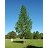 TILIA AME BOULEVARD #20
