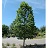 TILIA AME BOULEVARD 2.5"BB