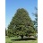 TILIA AME REDMOND #10