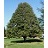 TILIA AME REDMOND 2.5" BB