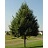 TILIA COR GREENSPIRE #10