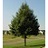 TILIA COR GREENSPIRE 2.5"BB