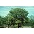 ULMUS AME JEFFERSON 2"BB