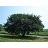 ULMUS AM PRAIRIE EXPEDITION 2"BB