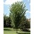 ULMUS AME PRINCETON #10
