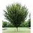 ULMUS AME PRINCETON 2.5"BB