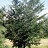 ULMUS AME ST. CROIX #20 FE