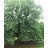 ULMUS AME ST. CROIX 2"BB FE
