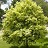 ULMUS AME ST. CROIX 2.5"BB FE