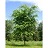 ULMUS AME VALLEY FORGE 2.5"BB