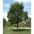 ULMUS X ACCOLADE ELM 2.5"BB
